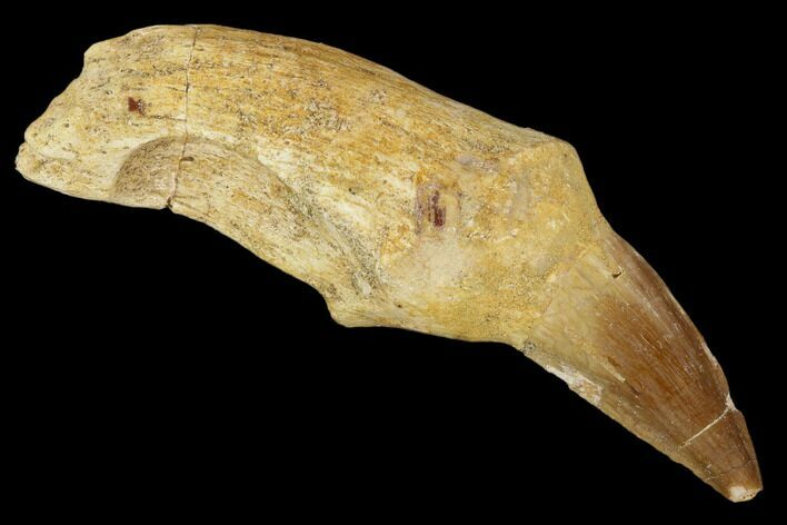 Fossil Rooted Mosasaur (Mosasaurus) Tooth - Morocco #117067